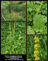 Image result for Rumex nepalensis