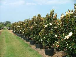 Plus, our friendly crew of professional landscapers and. Tree Nursery Texas Wholesale Nursery Cc Tree Farms Llc