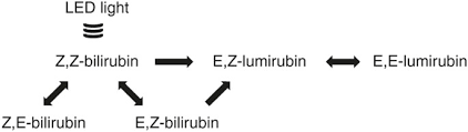 The more premature the infant, the lower the levels of bilirubin that are tolerated. Bilirubin Isomer Distribution In Jaundiced Neonates During Phototherapy With Led Light Centered At 497 Nm Turquoise Vs 459 Nm Blue Pediatric Research