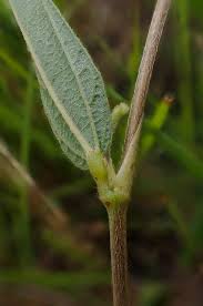 Image result for Eriosema pumilum