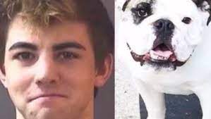 20% off with code fourthjuly21. Carmel Man Who Stole Gus The Skateboarding English Bulldog Sentenced
