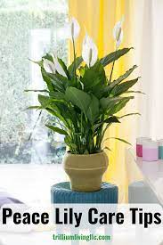 Peace Lily Easy To Grow Indoors Trillium Living Lily Plant Care Plant Care Houseplant Lily Plants