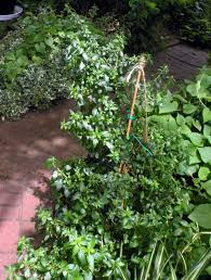 Image result for Pouzolzia parasitica