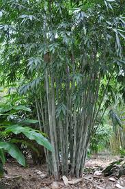 Image result for Dendrocalamus
