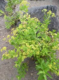 Image result for Nidorella spartioides