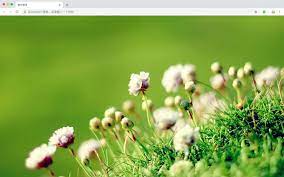 Flowers Beautiful Scenery Hd Wallpaper Theme Flowers wallpapers colourful flowers hd background. flowers beautiful scenery hd wallpaper