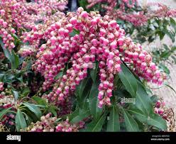 Image result for Pieris japonský obrázek