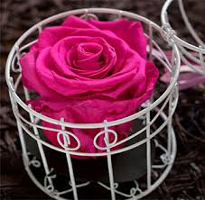 Maybe you would like to learn more about one of these? Everlasting Roses Bulk