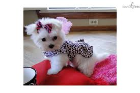 Puppies rescue texas poochon puppies texas cockapoo puppies dallas texas yorkie poo puppies texas doberman puppies lubbock texas cavapoo puppies north texas labrador puppies texas hill country puppies elgin tx puppies havanese texas golden retriever puppies victoria texas golden. Maltese Puppy For Sale Near Dallas X2f Fort Worth Texas A54c9857 30a1 Maltese Puppy Teacup Puppies Maltese Teacup Maltese