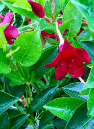 Image result for dipladenie hybrida rio obrázek