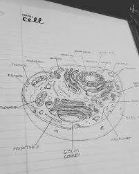 I M Sick So I Drew A Diagram Of An Animal Cell Gettingaheadinschool Animal Cell Animal Cell Drawing Biology Drawing