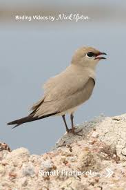 Small Pratincole In 2020 Bird Gif Bird Watching Thailand
