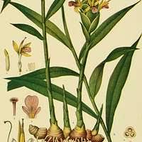 Image result for Dissotis irvingiana