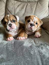 British Bulldogs Uk Home Facebook