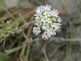 Image result for Buchnera chimanimaniensis