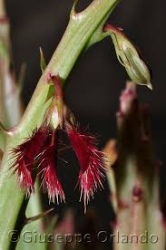 Image result for Commicarpus pilosus