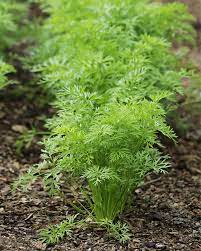These heirlooms adapted after hundreds of years growing in french clay soil and are sweet, crunchy and very easy to grow. How To Grow Carrots Veggies Grow To Eat The Gardener The Gardener