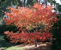 To avoid serious problems with insects and disease, keep your serviceberry as healthy as possible. Serviceberry Downy Juneberry Nebraska Forest Service