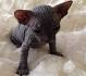Sphynx Kittens - TICA Registered Sphynx Breeder VA