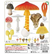 Image result for Pseudocolus schellenbergiae