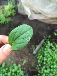 ほうれん草についてる白い粒 ほうれん草を買うと必ずと言って Yahoo 知恵袋