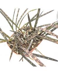 Image result for Oeceoclades