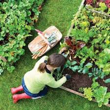 Salah satunya dengan berkebun vertikal di rumah. Yuk Membuat Kebun Sayur Di Pekarangan Rumah Sendiri Gotomalls