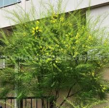 アカシア フロリバンダ