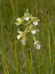 Image result for Epipactis africana