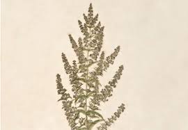 Image result for Hionanthera