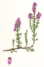 Botanical Illustration Step By Step Bell Heather Lizzie Harper I'm sure you will be thrilled to see realistic flower drawings on a large canvas.
