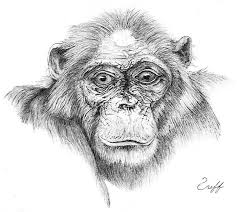 As Prisoners Learn Of Animals Compassion They Connect Op Ed Animals Animal Sketches Animal Behavior