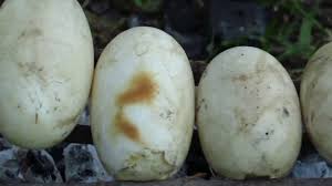 We did not find results for: Nikmatnya Makan Telur Buaya Youtube