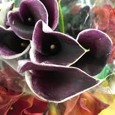 Check spelling or type a new query. Production Selection M M Cut Flora Wholesale Florist In Denver Co