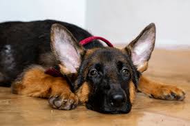 Like puppies, bunnies, babies, and so on. German Shepherd Ear Infections A Complete Care Guide The German Shepherder