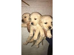 They will make good family companions and be a loving supportive part of your family. Beautiful Golden Retriever Pups For Sale Dubai Dubai Classifieds