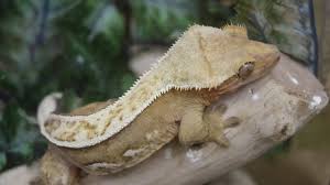 Lineage on obx sent with order. How To Buy Your First Crested Gecko Youtube