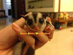 Sugar glider information and care. Sugar Glider Wonderland Malaysia Home Facebook