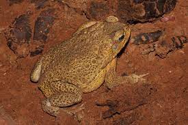 Cane toads are large, stocky amphibians with dry, warty skin, and are native to the southern united states, central america, and tropical south america. Cane Toad Wikipedia
