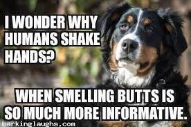 Pin On Dog Memes Hilarious Pictures Funny Memes With Dogs