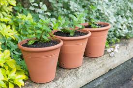 Peppermint plant growing instruction & requirement peppermint plant info: How Often And How Much To Water Mint Plants Garden Grass