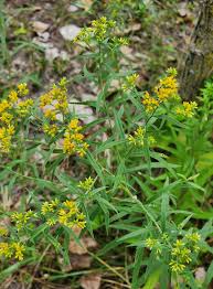 Image result for Asclepias graminifolia