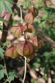 Image result for Cardiospermum