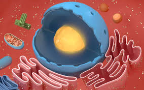 See more ideas about cell model, animal cell, animal cells model. Photo Of Internal Structure Of An Id 165215829 Royalty Free Image Stocklib