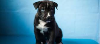 Find and adopt a pet on petfinder today. A Dog S Life Eugene Magazine