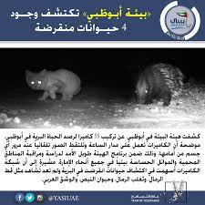 كشفت هيئة البيئة في أبوظبي عن تركيب 55 كاميرا لرصد الحياة البرية في أبوظبي موضحة أن الكاميرات تعمل على مدار الساعة وتلتقط الصور تلقائيا عند مرور cats animals