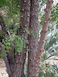 Image result for Caesalpinia cassioides