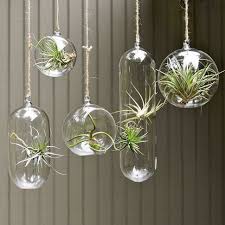 How to decorate + how to care + where to buy air plants. 27 Coolest Ways To Display Air Plants Shelterness