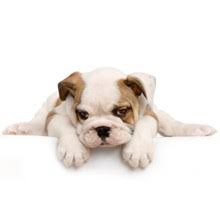 Search for other pet grooming on the real yellow pages®. 100 Best Pet Grooming Services In Mobile Alabama Nearmetrade