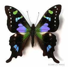 Beautiful Black And Purple Butterfly Purple Spotted Swallowtail Graphium Weiskei Beautiful Butterflies Types Of Butterflies Butterfly